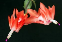 Orange Christmas Cactus Plant - Zygocactus - 6" Pot