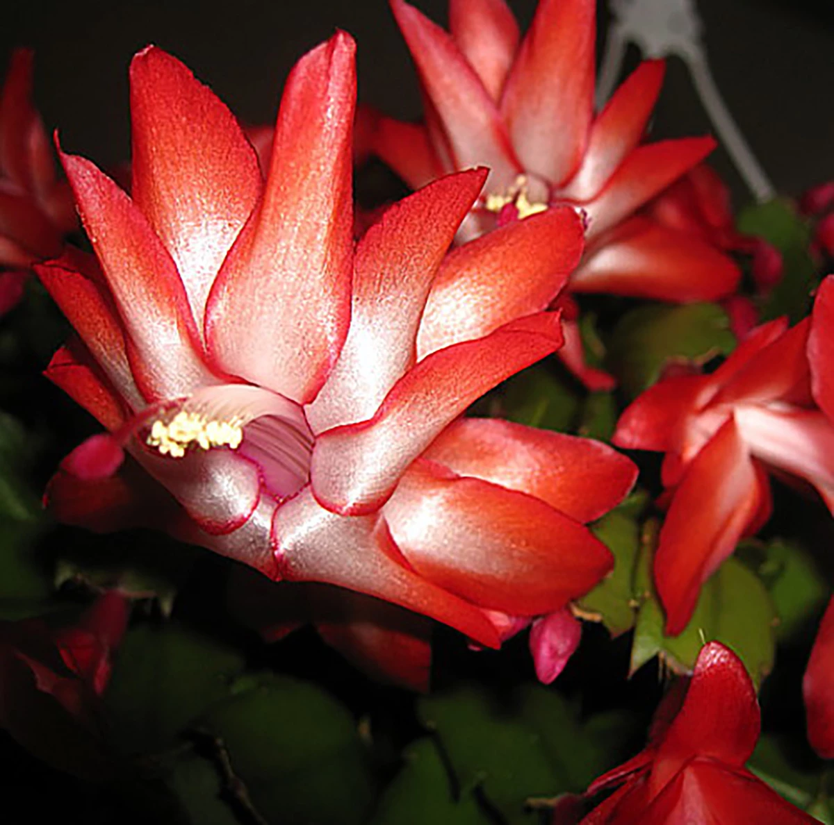Hirt's Red Christmas Cactus Plant - Zygocactus - 6" Pot 3 Hirt's Red Christmas Cactus Plant - Zygocactus - 6" Pot