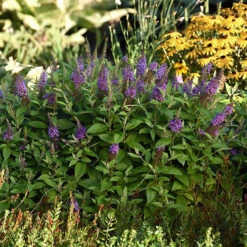 Chrysalis™ Blue Butterfly Bush - Buddleia - Compact - Gallon Pot -HIRTS Sales chrysblue 04516.1692555264