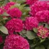 CITYLINE® Paris Hydrangea Macrophylla - Intense Red - Proven Winners - 4" Pot -HIRTS Sales cityline20paris20hydrangea 39982.1615344583