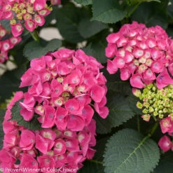 CITYLINE® Paris Hydrangea Macrophylla - Intense Red - Proven Winners - 4" Pot -HIRTS Sales cityline paris hydrangea 30610.1615344583