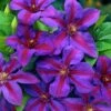 Mrs. N. Thompson Clematis Vine - Purple & Scarlet Blooms - 2.5" Pot 1 Mrs. N. Thompson Clematis Vine - Purple & Scarlet Blooms - 2.5" Pot -HIRTS Sales clematis mrs n thompson 15396 1280 1280 64028.1615344821