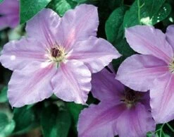 Clematis Ramona - Light Lavender Blue - 2.5" Pot
