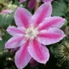 Dr. Ruppel Clematis Vine - Perennial - 2.5" Pot 2 Dr. Ruppel Clematis Vine - Perennial - 2.5" Pot -HIRTS Sales clematis 27dr. ruppel27 58157.1615344777
