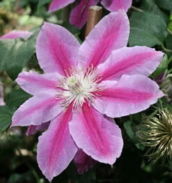 Dr. Ruppel Clematis Vine - Perennial - 2.5" Pot