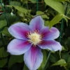 Barbara Jackman Clematis Vine - Bluish Purple/Magenta - 2.5" Pot