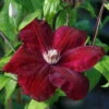 Red/Rouge Cardinal Clematis Vine - Velvety Crimson Flowers - 2.5" Pot -HIRTS Sales clematisredcardinal 97630.1615344831