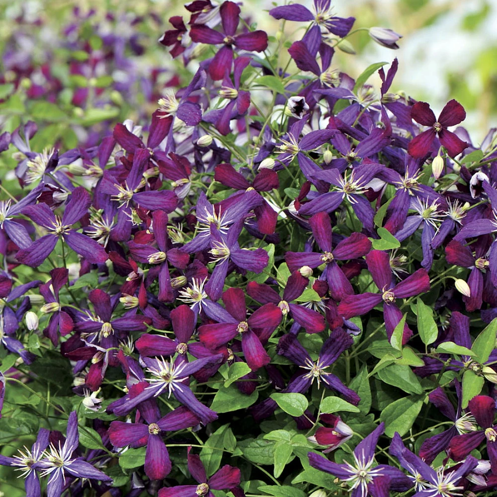 Sweet Summer Love Clematis - Fragrant/Long Blooming - 4" Pot - Proven Winner 3 Sweet Summer Love Clematis - Fragrant/Long Blooming - 4" Pot - Proven Winner