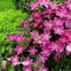 Sprinkles Clematis - Rosy Lavender With Soft White Bars - 2.5" Pot -HIRTS Sales clematissprinkleshr1 06037.1615344828