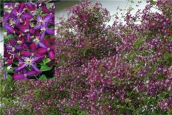 Sweet Summer Love Clematis - Fragrant/Long Blooming - 4" Pot - Proven Winner 7 Sweet Summer Love Clematis - Fragrant/Long Blooming - 4" Pot - Proven Winner -HIRTS Sales clematissummerlove3 52789.1615344811