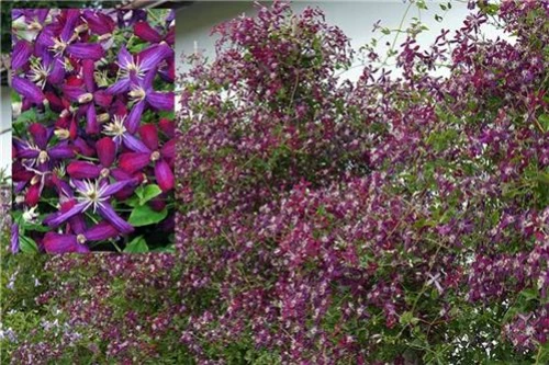 Sweet Summer Love Clematis - Fragrant/Long Blooming - 4" Pot - Proven Winner 5 Sweet Summer Love Clematis - Fragrant/Long Blooming - 4" Pot - Proven Winner - Image 3