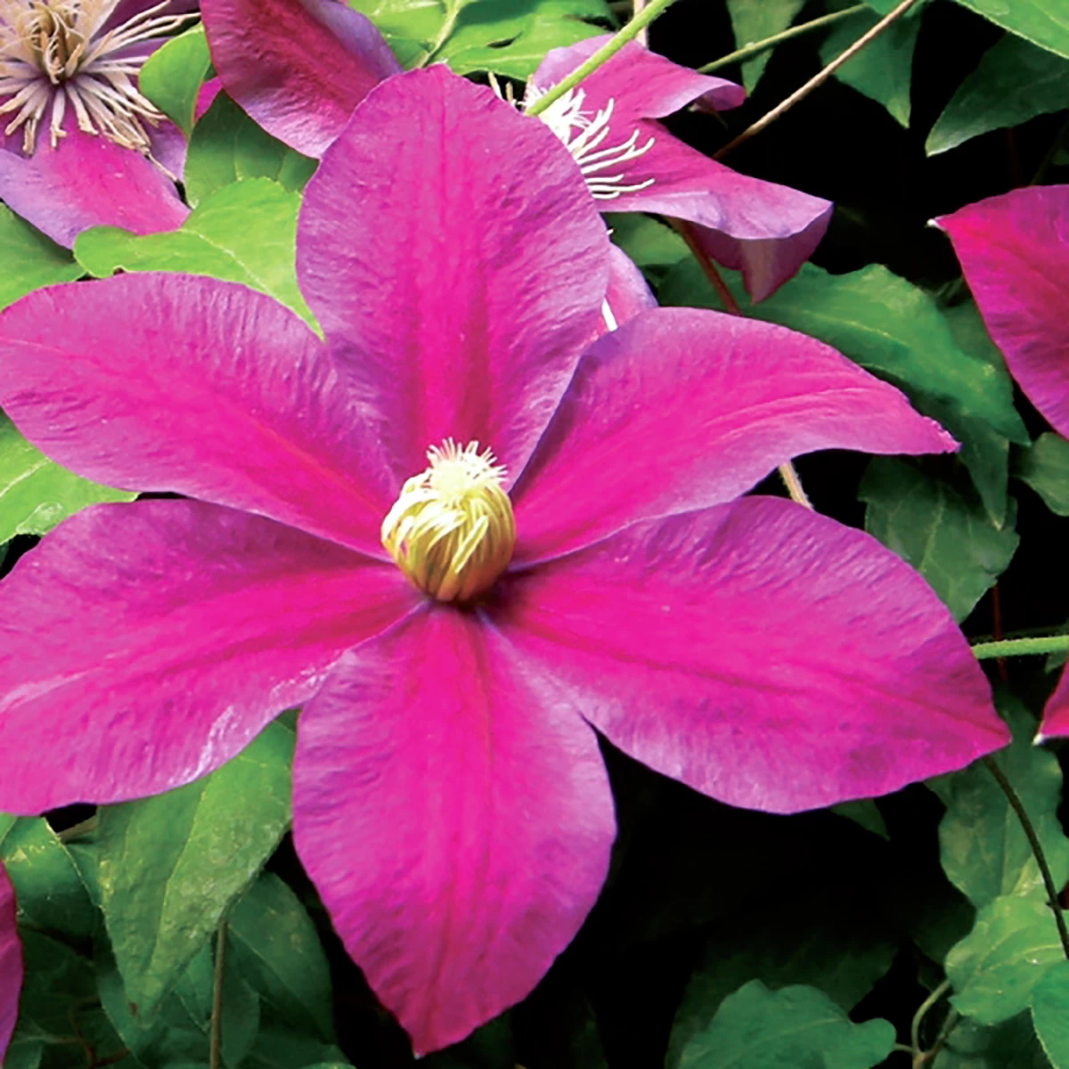 Sunset Clematis - Burgundy Red/Magenta - 2.5" Pot 4 Sunset Clematis - Burgundy Red/Magenta - 2.5" Pot - Image 2