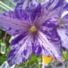 Tie Dye Clematis - Large 6" Flowers - Dark Purple/Silver Streaks - 2.5" Pot -HIRTS Sales clematistydye2 83393.1653590081