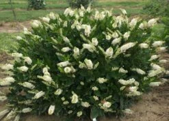 Hummingbird Summersweet - 4" Pot - Clethra Alnifolia