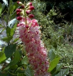 Ruby Spice Summersweet - Clethra Alnifolia - Fragrant! - 4" Pot -HIRTS Sales clethrarubyspice10 28088.1653670695