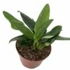 Rare Cobra Philodendron - Easy To Grow House Plant -6" Pot -HIRTS Sales cobraph6new 63861.1672687566