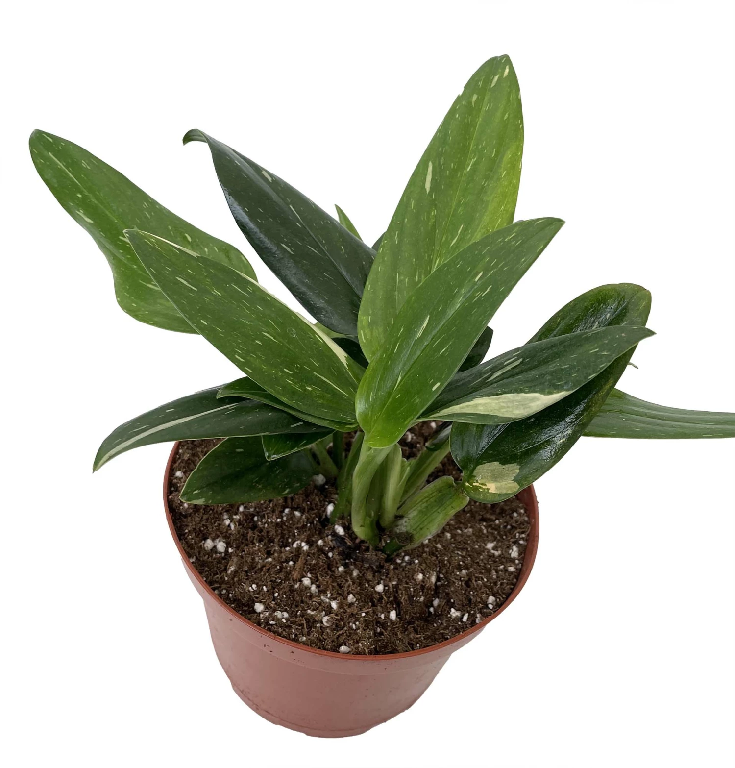 Rare Cobra Philodendron - Easy To Grow House Plant -6" Pot 3 Rare Cobra Philodendron - Easy To Grow House Plant -6" Pot