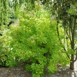 Winecraft Gold™ Smokebush - 4" Pot - Cotinus - Proven Winners -HIRTS Sales continus winecraft gold 1 1080 1080 60 33830.1615344689