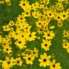 Gilded Lace Coreopsis Tickseed - Sun Perennial - Gallon Pot -HIRTS Sales coreopgildlace 67106.1684701645