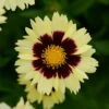 Up Tick Cream & Red Coreopsis -Tickseed - Perennial - Gallon Pot
