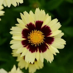 Up Tick Cream & Red Coreopsis -Tickseed - Perennial - Gallon Pot
