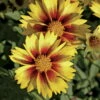 LI'L BANG™ Enchanted Eve Coreopsis Tickseed Perennial Plant - Quart Pot 2 LI'L BANG™ Enchanted Eve Coreopsis Tickseed Perennial Plant - Quart Pot -HIRTS Sales coreopsisenchantedeve2 29498.1611163376
