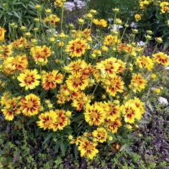 LI'L BANG™ Enchanted Eve Coreopsis Tickseed Perennial Plant - Quart Pot -HIRTS Sales coreopsisenchantedeve3 99461.1611163376
