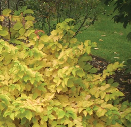 Arctic Sun® Cornus Sanguinea - Cato - Red Twig Dogwood- 4" Pot - Proven Winners 6 Arctic Sun® Cornus Sanguinea - Cato - Red Twig Dogwood- 4" Pot - Proven Winners - Image 4