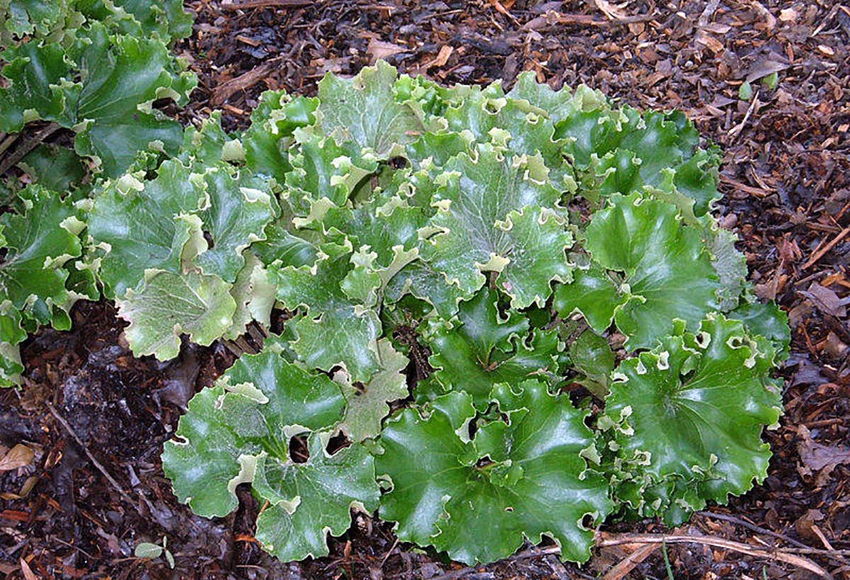 Crested Leopard Plant - Farfugium Crispata - 5" Pot 3 Crested Leopard Plant - Farfugium Crispata - 5" Pot