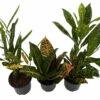 Croton Plant Assortment - 3 Pack In 4" Pots 1 Croton Plant Assortment - 3 Pack In 4" Pots -HIRTS Sales crotoncollection 01750.1697493089