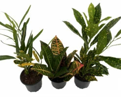 Croton Plant Assortment - 3 Pack In 4" Pots