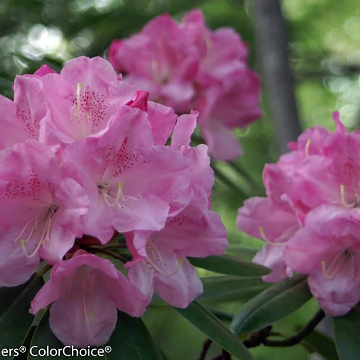 Dandy Man® Pink Rhododendron - Quart Pot - Proven Winners 4 Dandy Man® Pink Rhododendron - Quart Pot - Proven Winners - Image 2