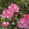 Dandy Man® Pink Rhododendron - Quart Pot - Proven Winners -HIRTS Sales dandypinrhodode 51955.1654433264