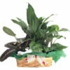 Red & Green Prayer Plant, Peace Lily In Holiday Wicker Basket - 10" X 4" X 3" -HIRTS Sales darciceholidaybasketpppnew 23118.1601648396