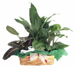 Red & Green Prayer Plant, Peace Lily In Holiday Wicker Basket - 10" X 4" X 3"