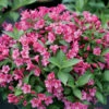 Snippet® Dark Pink Weigelia - Proven Winners - 4" Pot -HIRTS Sales darkpinksnippetweigela1 76147.1615344673