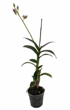 Dendrobium Orchid - 4" Pot - Assorted Colors - Easy To Grow Indoors -HIRTS Sales dendrobiumorch4inbloom 88186.1670614902