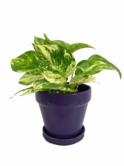 Hirt's Golden Devil's Ivy In 4" Glazed Ceramic Pot - Pothos - Epipremnum