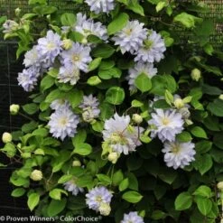 Diamond Ball Clematis - 4" Pot - Proven Winners -HIRTS Sales diamondball1 87898.1615344812
