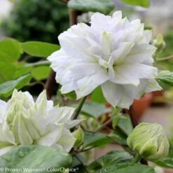 Diamond Ball Clematis - 4" Pot - Proven Winners -HIRTS Sales diamondball2 69790.1615344812