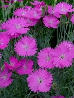 Fire Witch Dianthus Perennial - Spicy Fragrance! - Quart Pot 6 Fire Witch Dianthus Perennial - Spicy Fragrance! - Quart Pot - Image 4