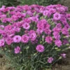 Dianthus Pretty Poppers™ Goody Gumdrop - Semi-Double Blooms - Quart Pot -HIRTS Sales dianthusppgg 87446.1619691193