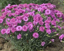 Dianthus Pretty Poppers™ Goody Gumdrop - Semi-Double Blooms - Quart Pot