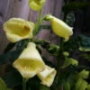 Carillon Dwarf Foxglove - Digitalis - Hardy Perennial Plant - Quart Pot 1 Carillon Dwarf Foxglove - Digitalis - Hardy Perennial Plant - Quart Pot -HIRTS Sales digdwarfcar 93809.1616329856