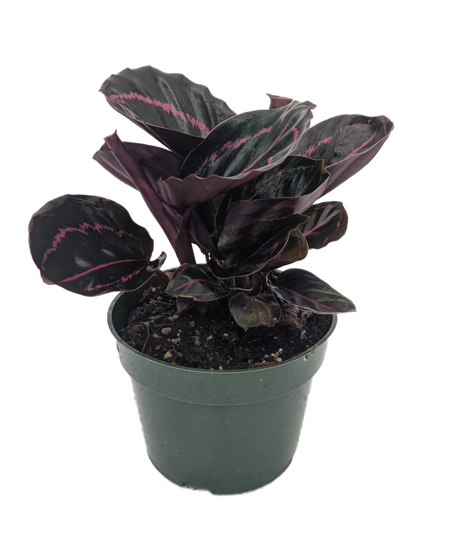 Dottie Rose Painted Prayer Plant - Calathea Roseopicta 'Dottie' - Easy - 4" Pot 4 Dottie Rose Painted Prayer Plant - Calathea Roseopicta 'Dottie' - Easy - 4" Pot - Image 2