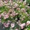RINGO® Double Pink Landscape Rose - Proven Winners - 4" Pot -HIRTS Sales double20pink20rose20ringo 29995.1656446875