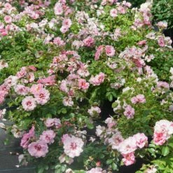 RINGO® Double Pink Landscape Rose - Proven Winners - 4" Pot