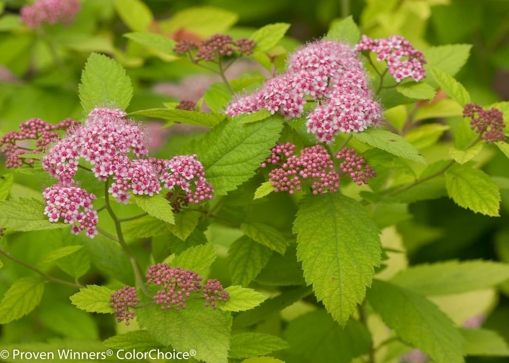 Double Play Big Bang® Spirea - Hardy Flowering Shrub - 4" Pot - Proven Winners 4 Double Play Big Bang® Spirea - Hardy Flowering Shrub - 4" Pot - Proven Winners - Image 2