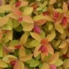 DOUBLE PLAY® CANDY CORN® Spirea - 4" Pot - Proven Winners -HIRTS Sales double play big bang spirea 5990 34041.1615344675
