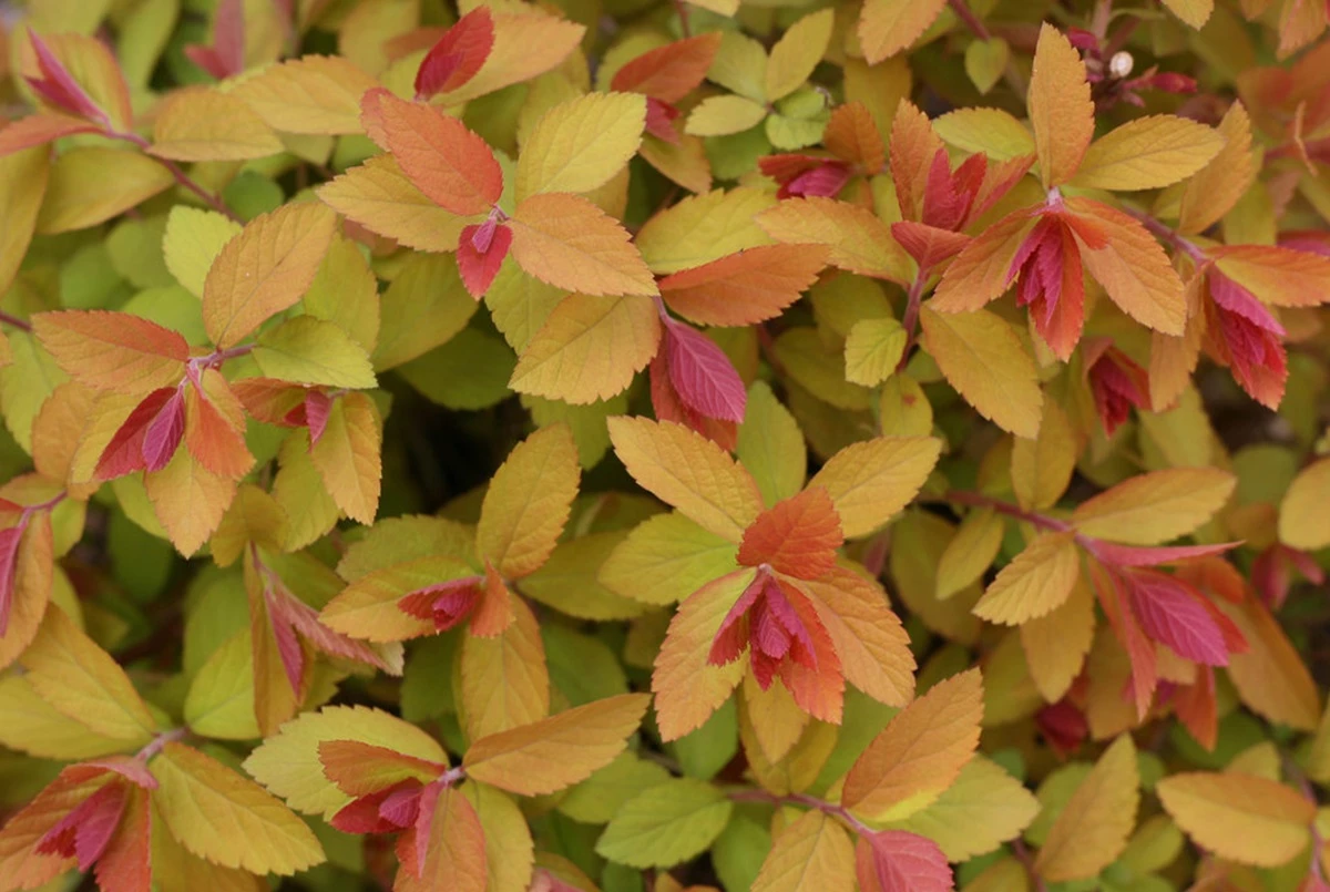 DOUBLE PLAY® CANDY CORN® Spirea - 4" Pot - Proven Winners 3 DOUBLE PLAY® CANDY CORN® Spirea - 4" Pot - Proven Winners